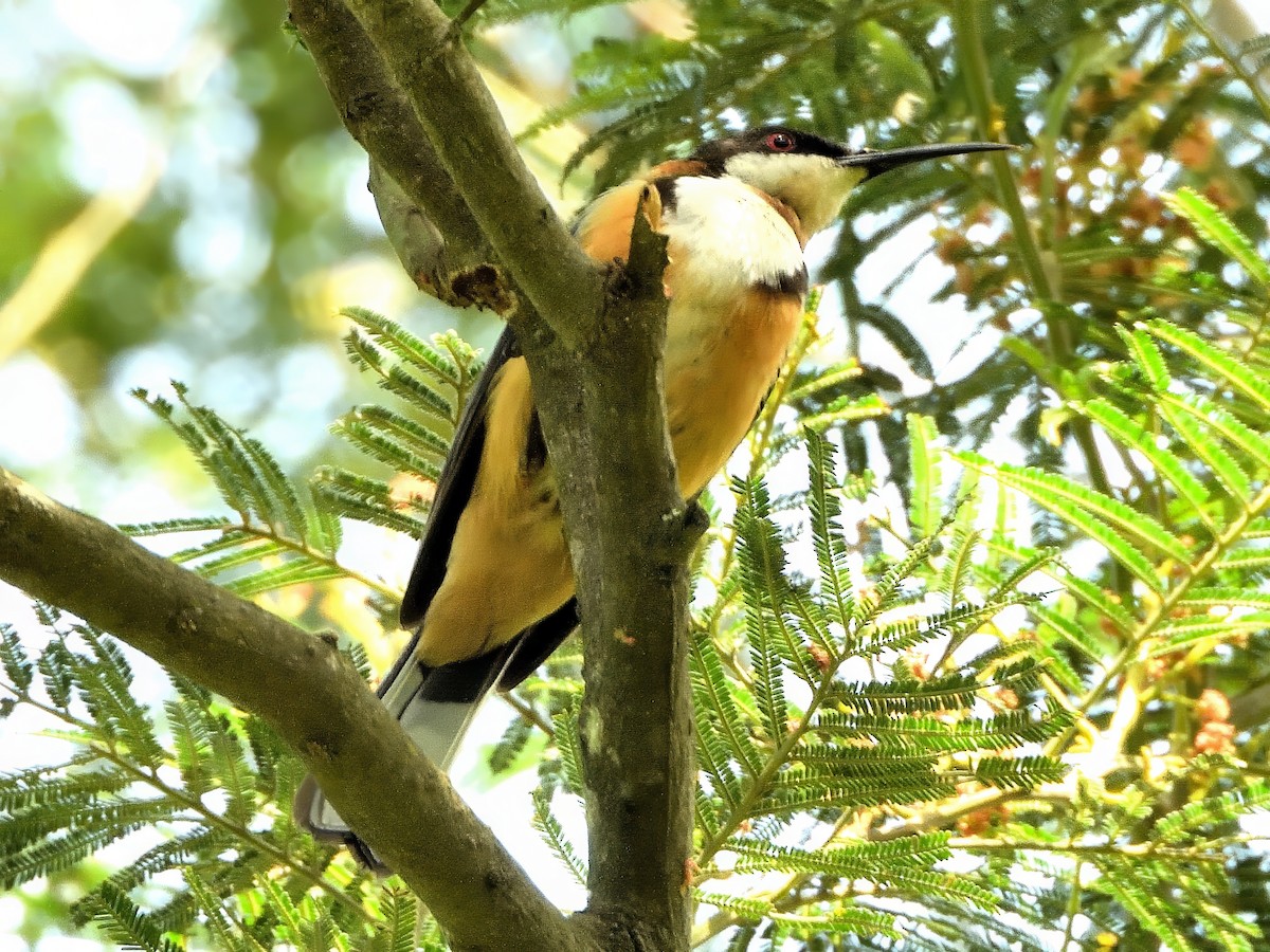 キリハシミツスイ - ML646440732