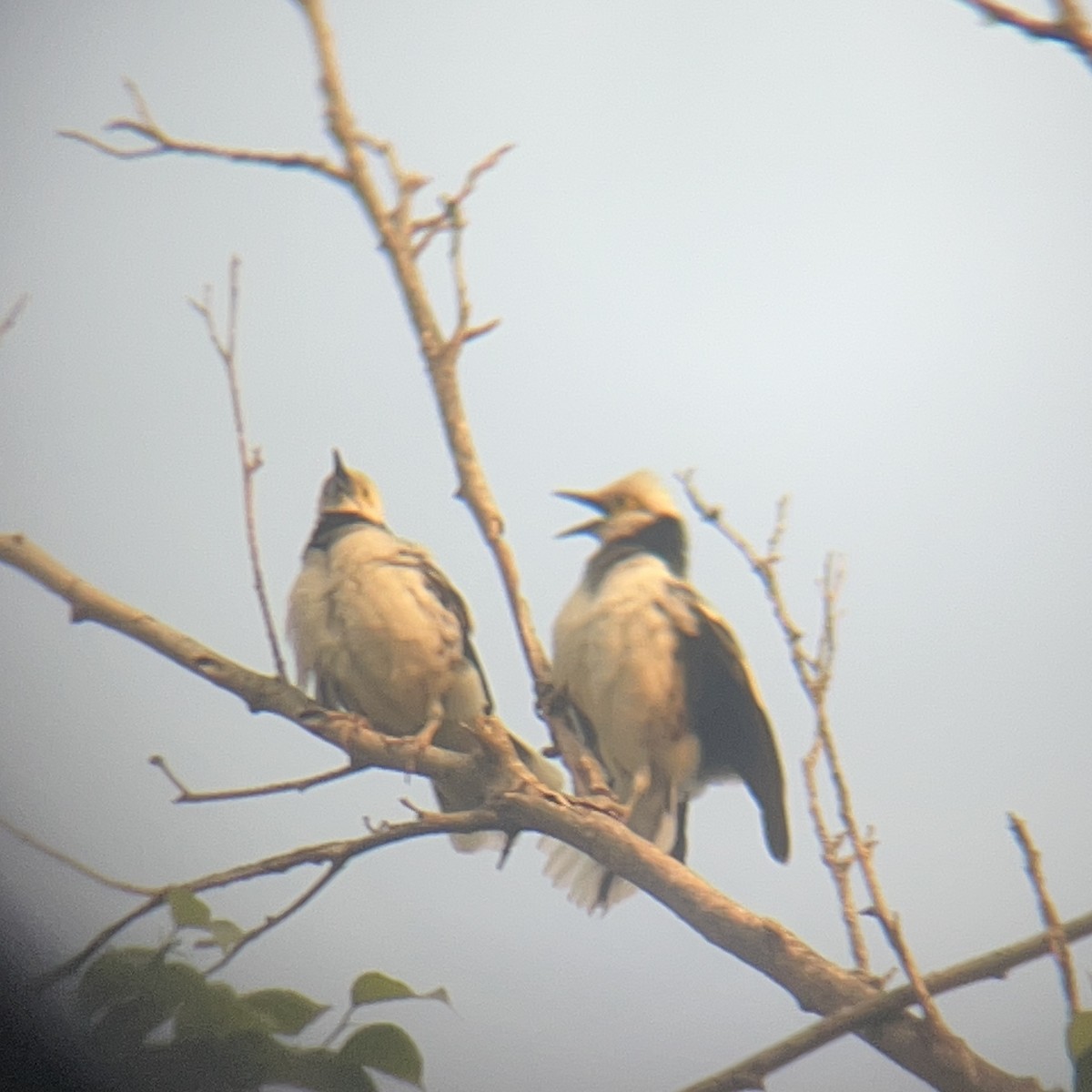 Black-collared Starling - ML646440733