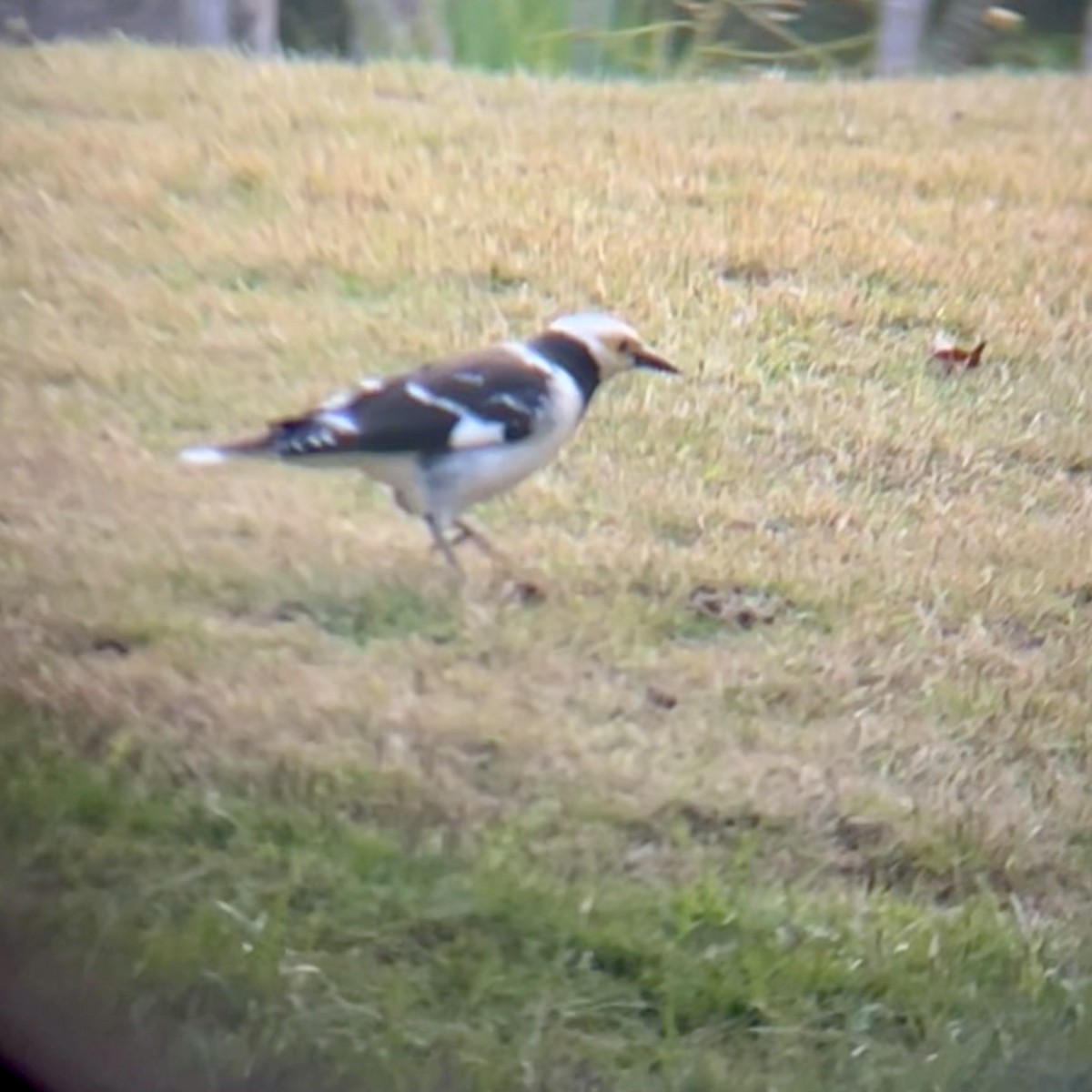 Black-collared Starling - ML646440734