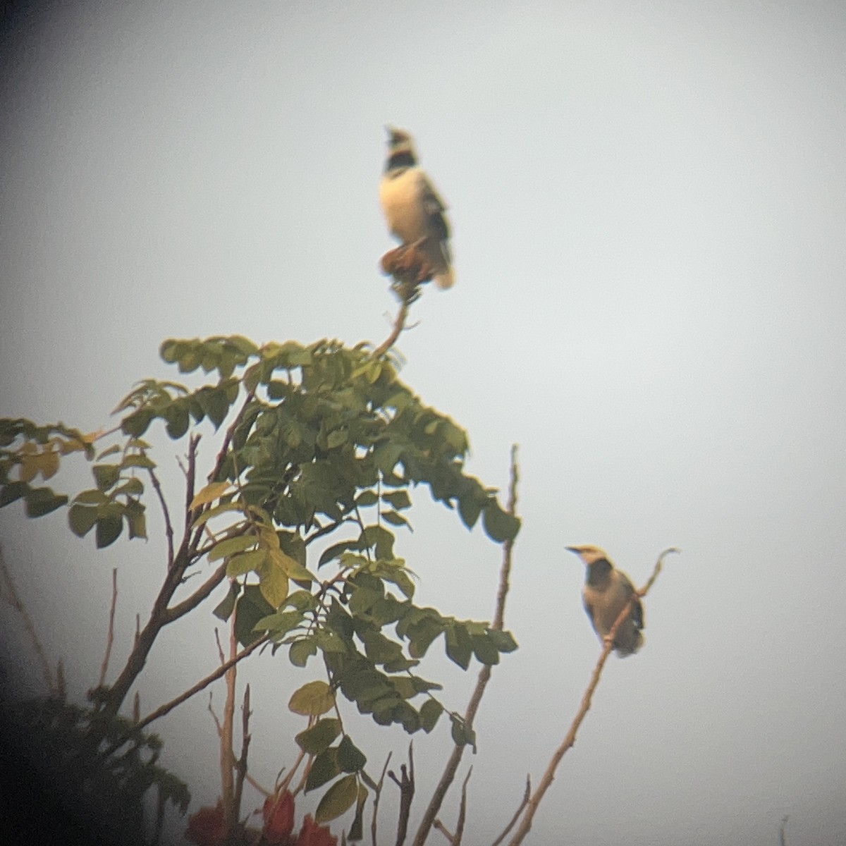 Black-collared Starling - ML646440735