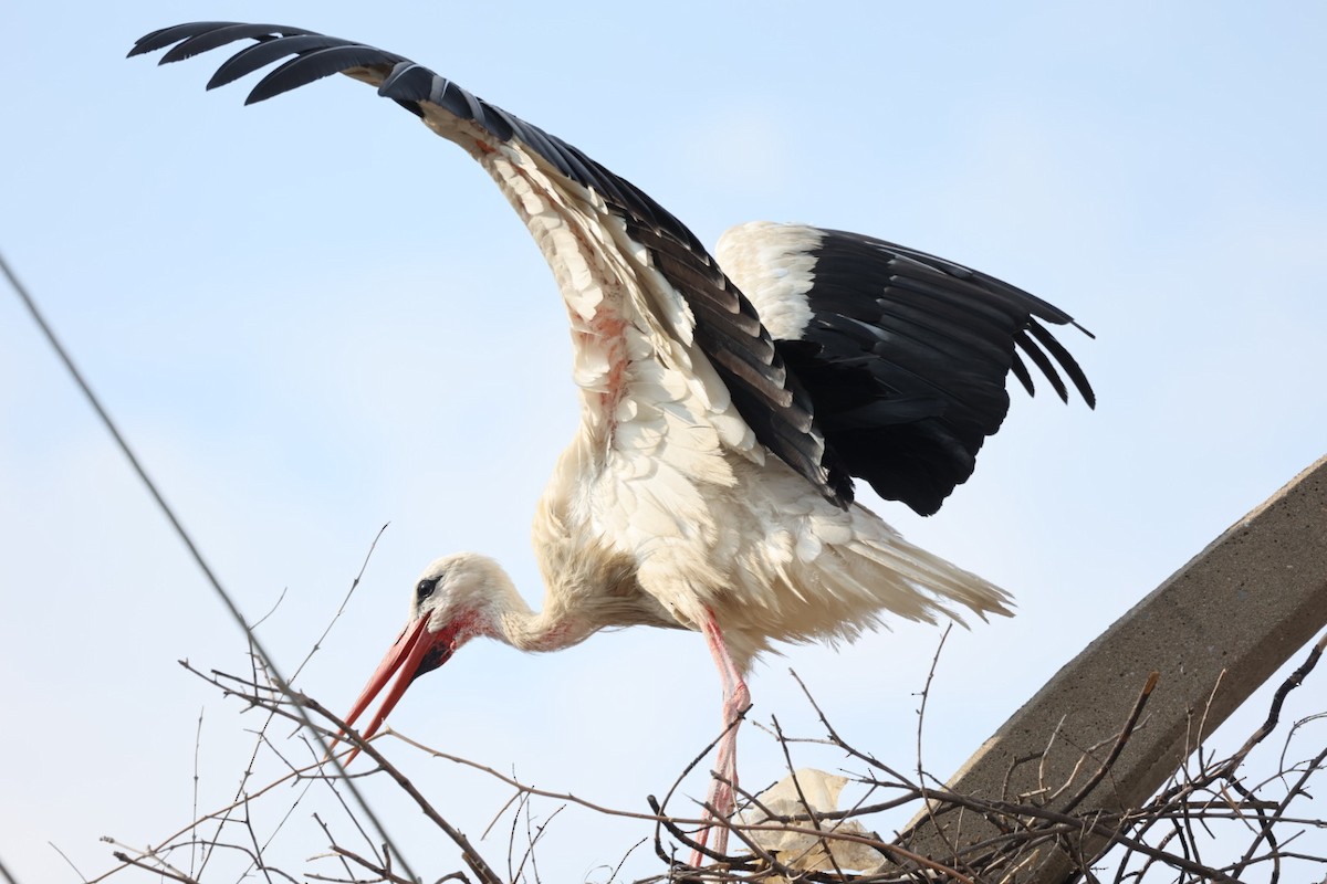 White Stork - ML646440736