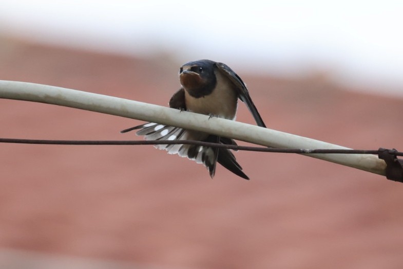 Barn Swallow - ML646440738