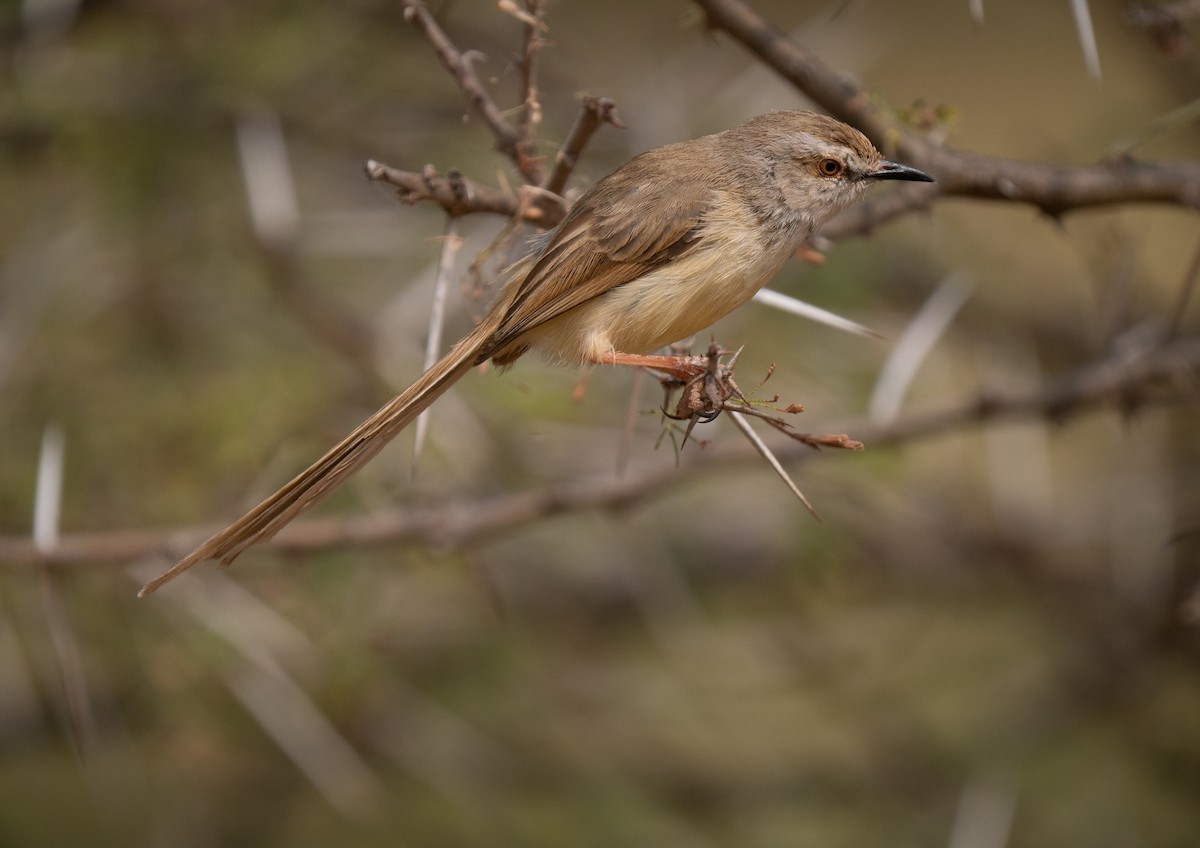 Black-chested Prinia - ML646440739