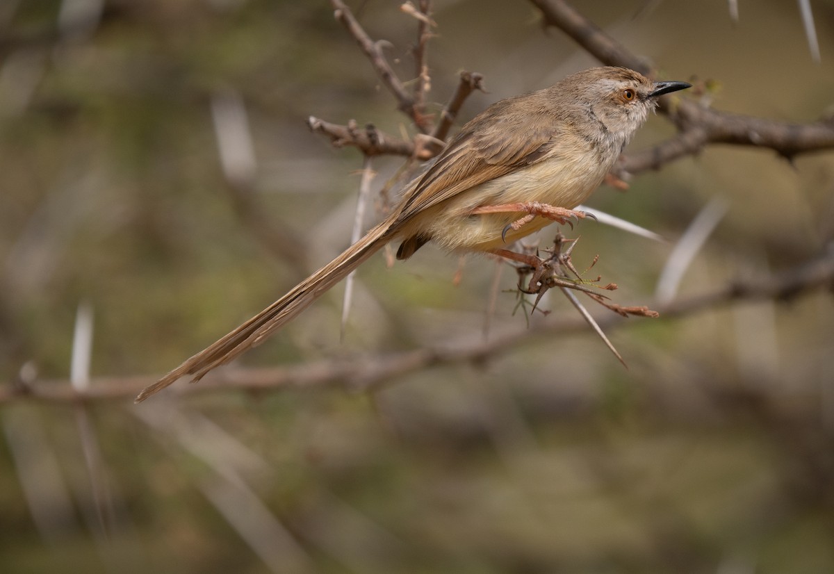 Black-chested Prinia - ML646440740