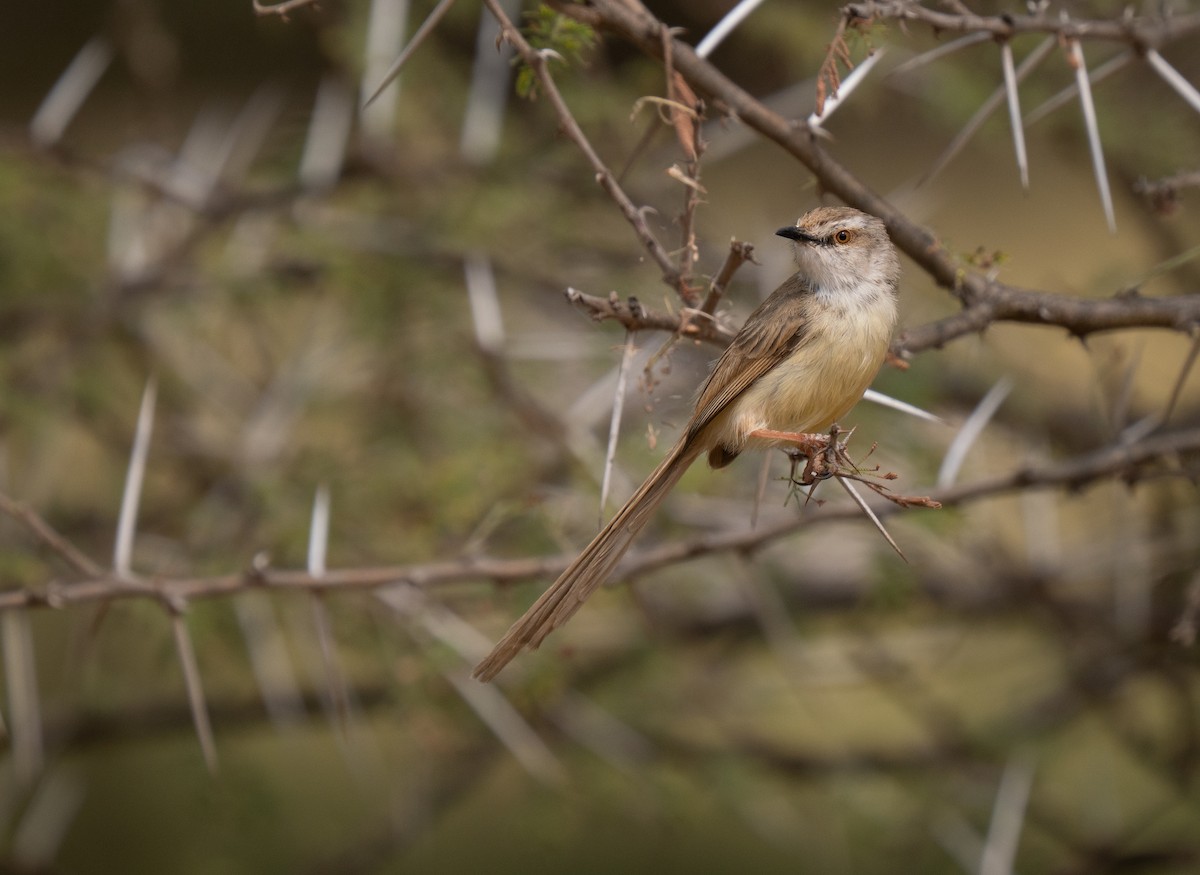 Black-chested Prinia - ML646440741