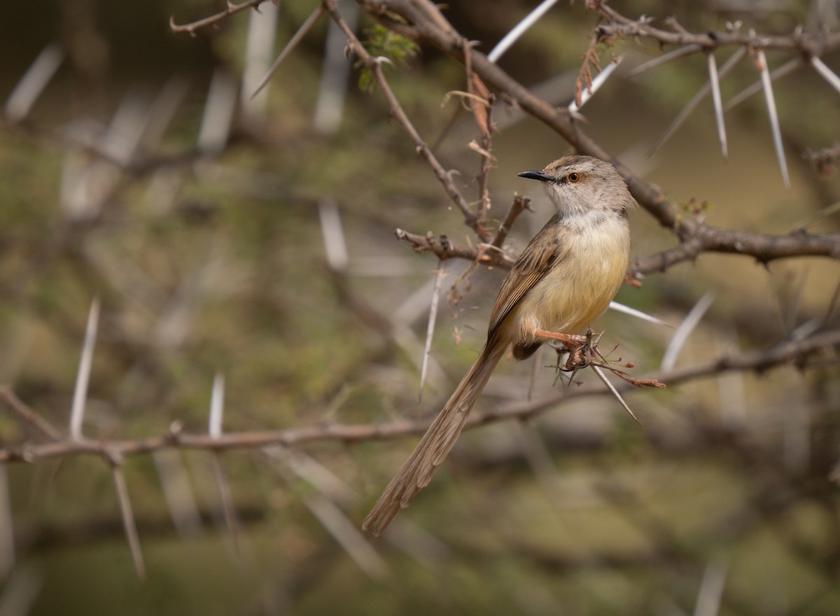 Black-chested Prinia - ML646440743