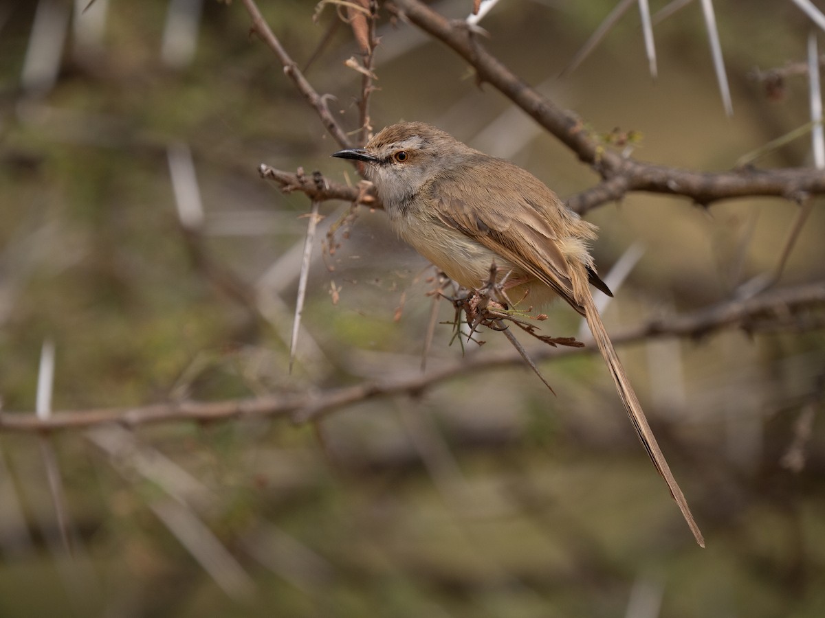 Black-chested Prinia - ML646440744