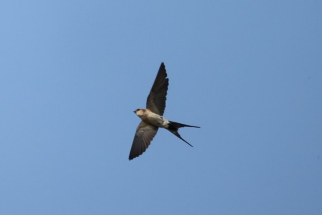 European Red-rumped Swallow - ML646440745