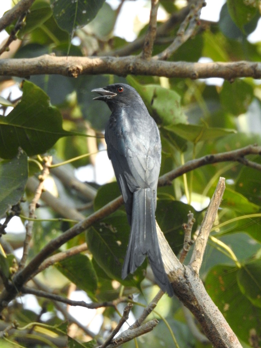 Ashy Drongo (Blackish) - ML646440746