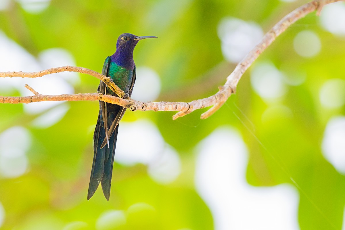 Swallow-tailed Hummingbird - ML646440749