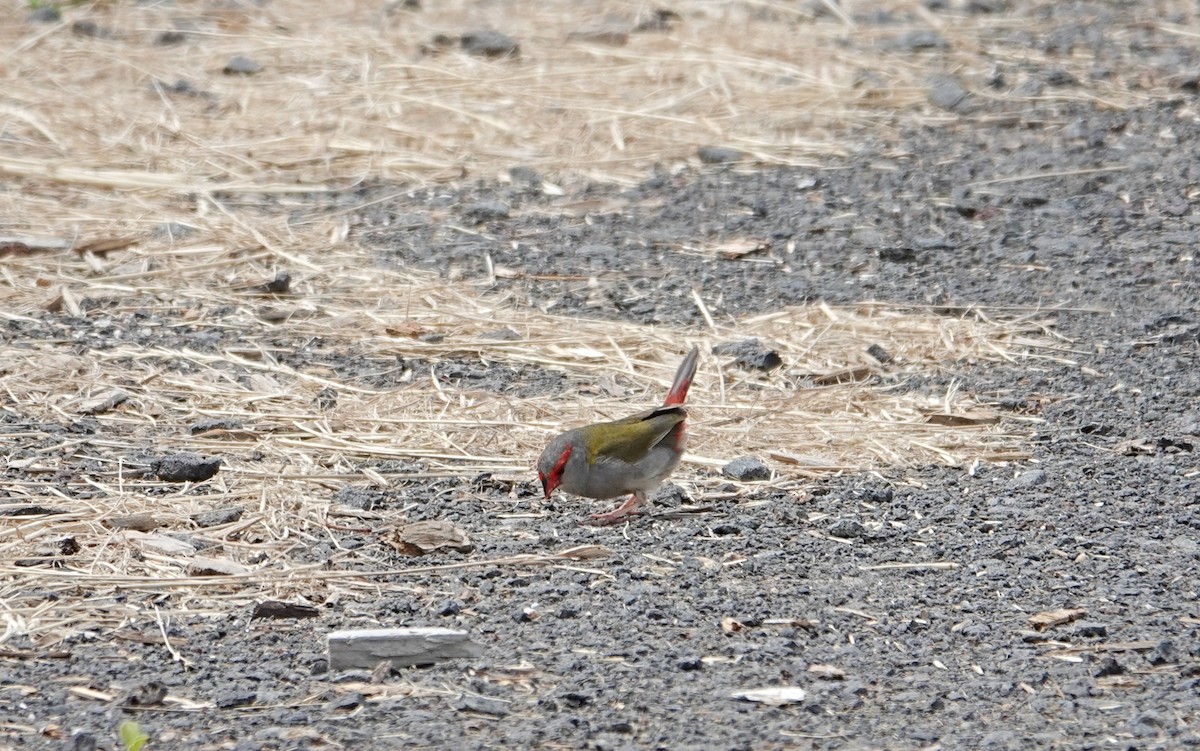 Red-browed Firetail - ML646440756