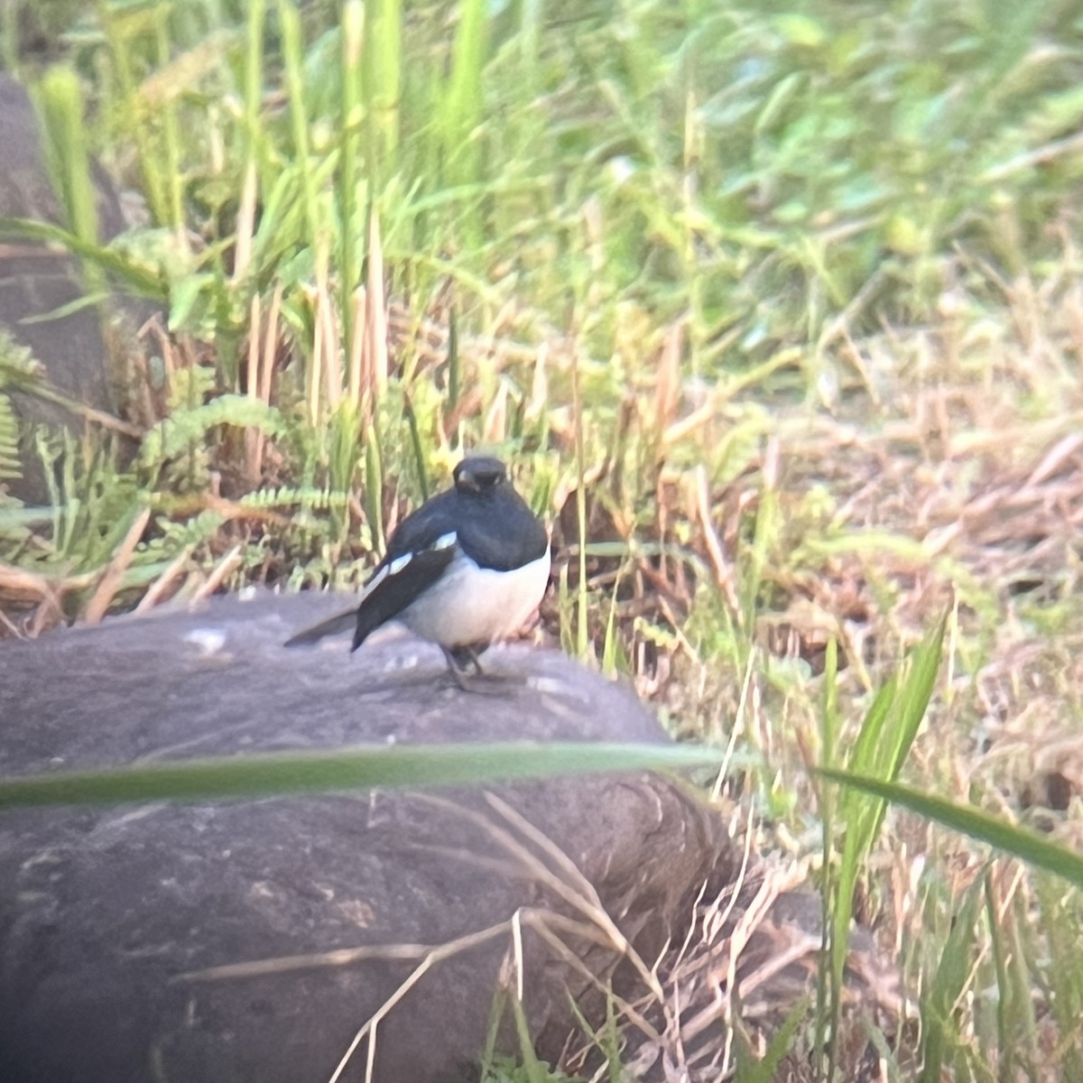 Oriental Magpie-Robin - ML646440757