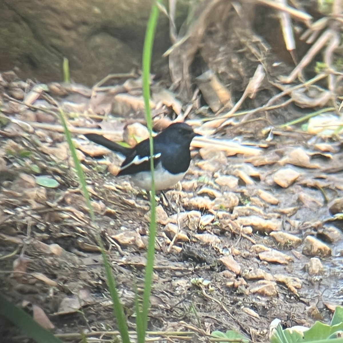 Oriental Magpie-Robin - ML646440758