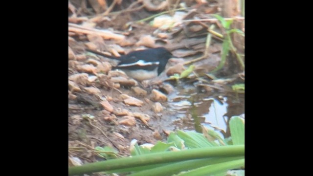 Шама східна - ML646440759