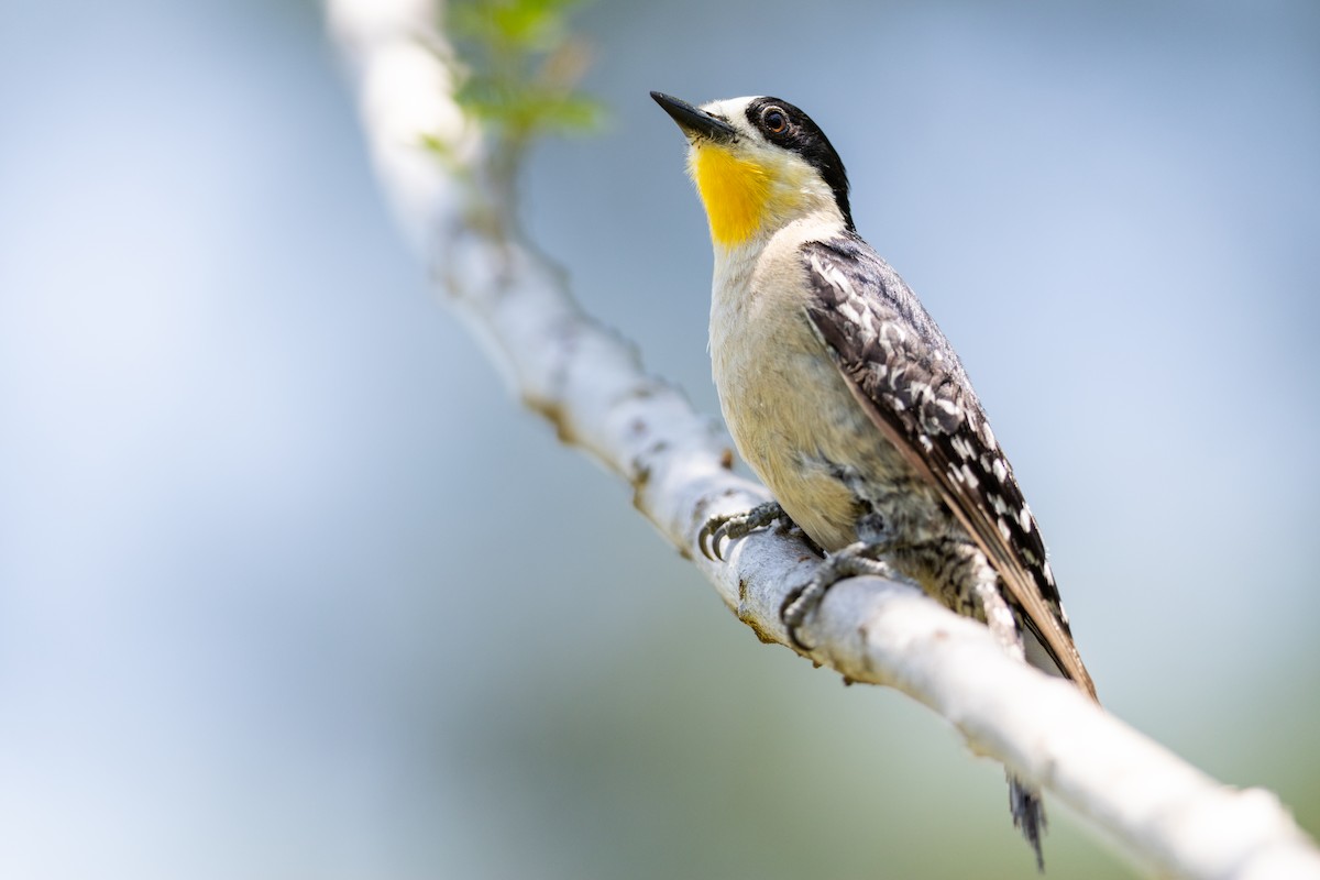 White-fronted Woodpecker - ML646440760