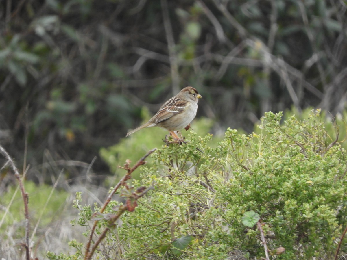 White-crowned Sparrow - ML646440762