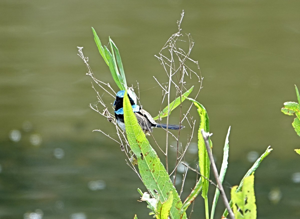 Superb Fairywren - ML646440764