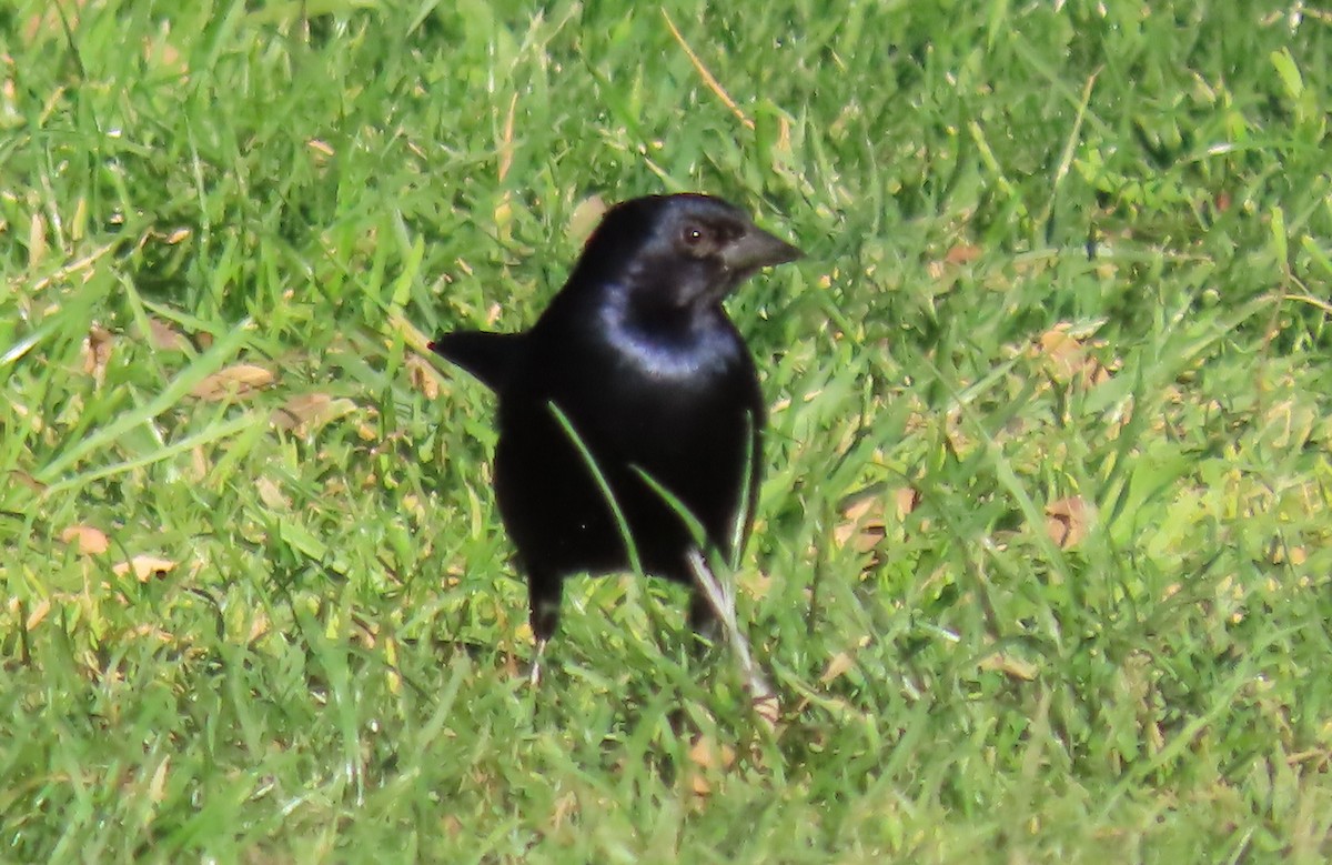 Shiny Cowbird - ML646440765