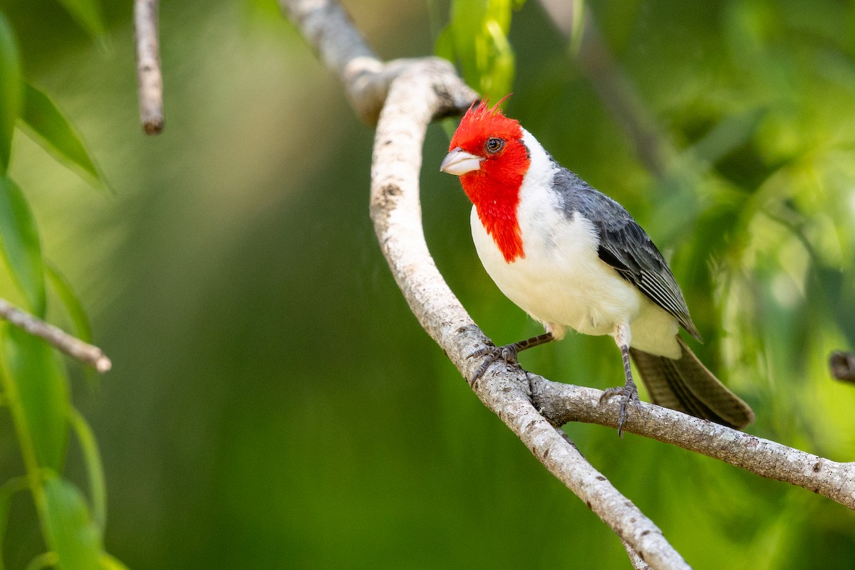 Red-crested Cardinal - ML646440772