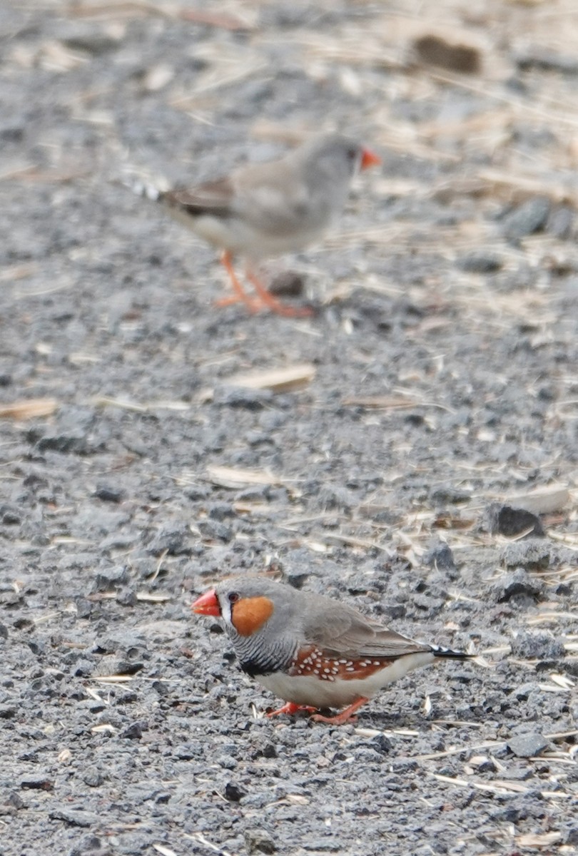 Zebra Finch - ML646440774