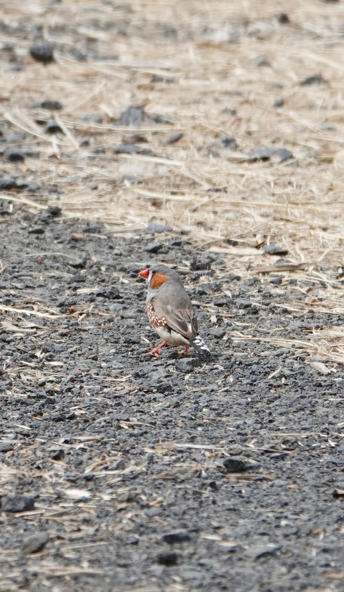 Zebra Finch - ML646440775