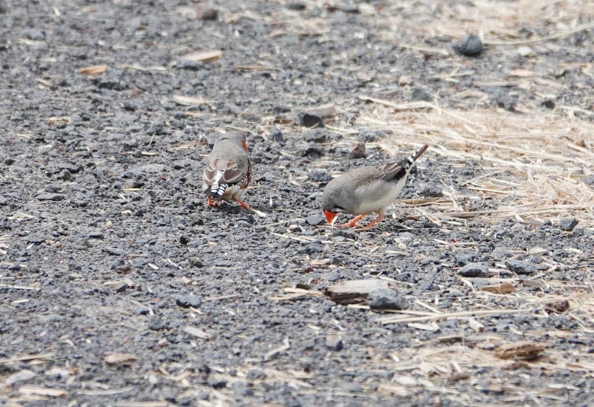 Zebra Finch - ML646440776