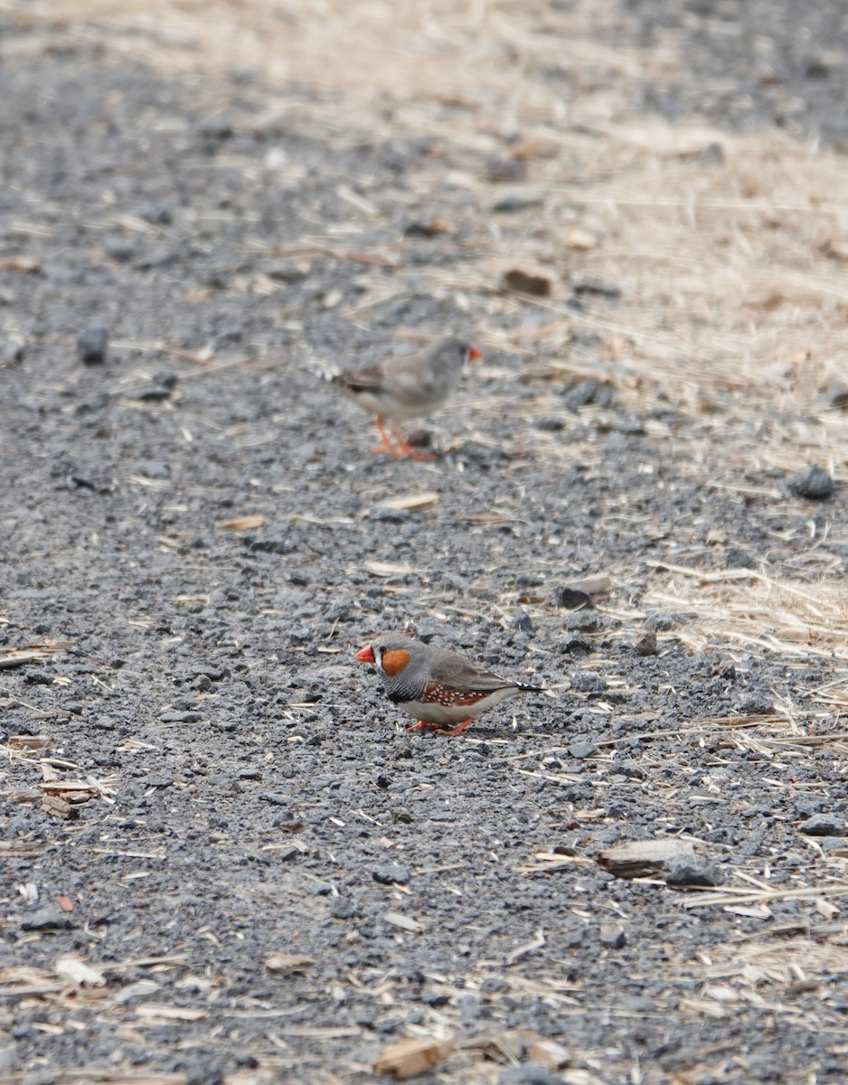 Zebra Finch - ML646440777