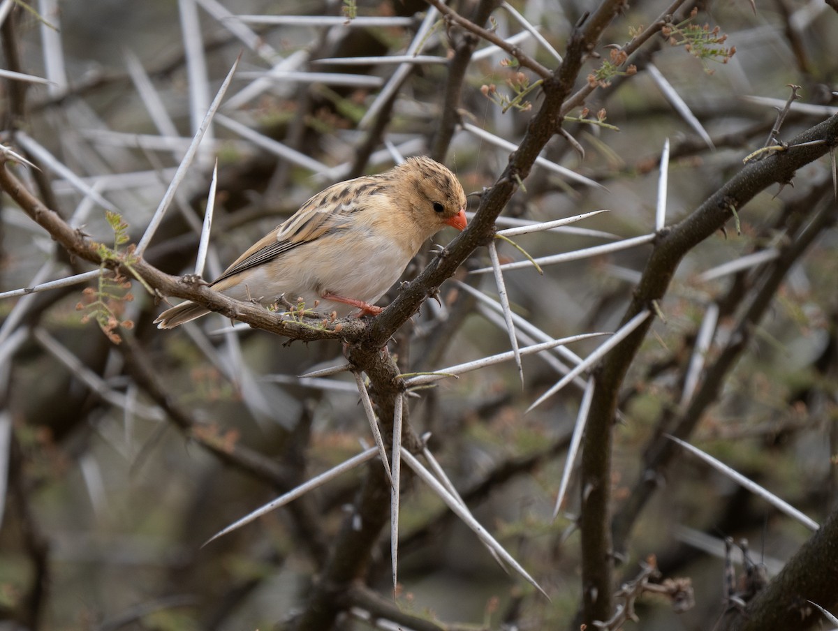 ミカドスズメ - ML646440780