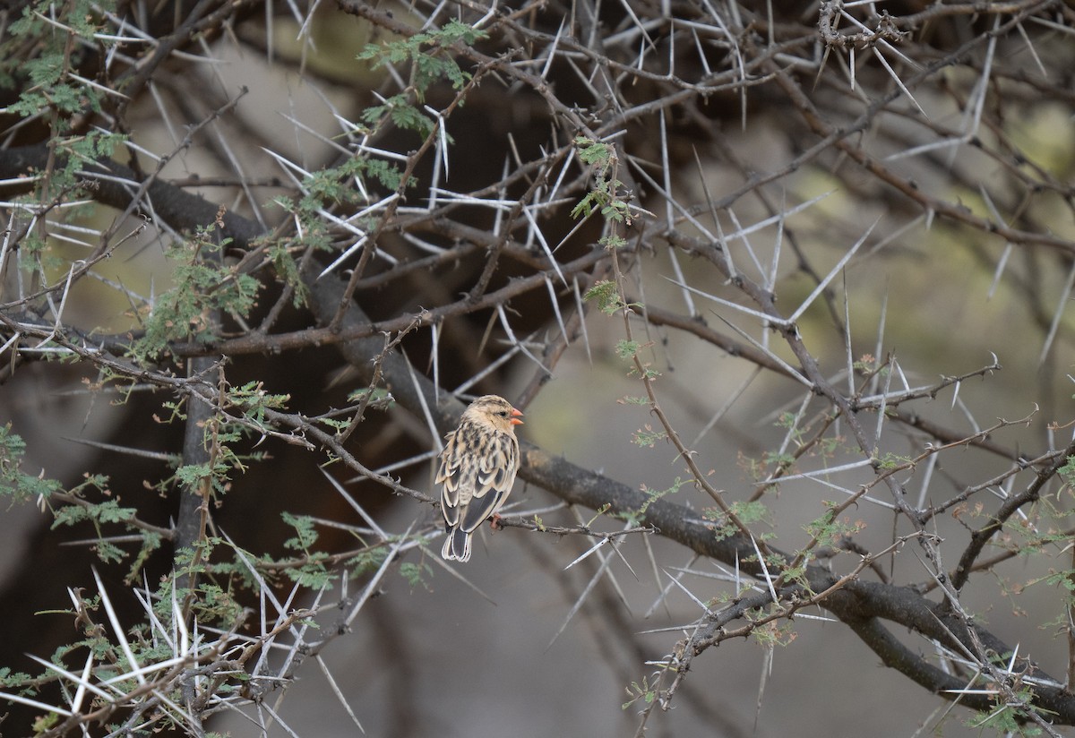 Shaft-tailed Whydah - ML646440781