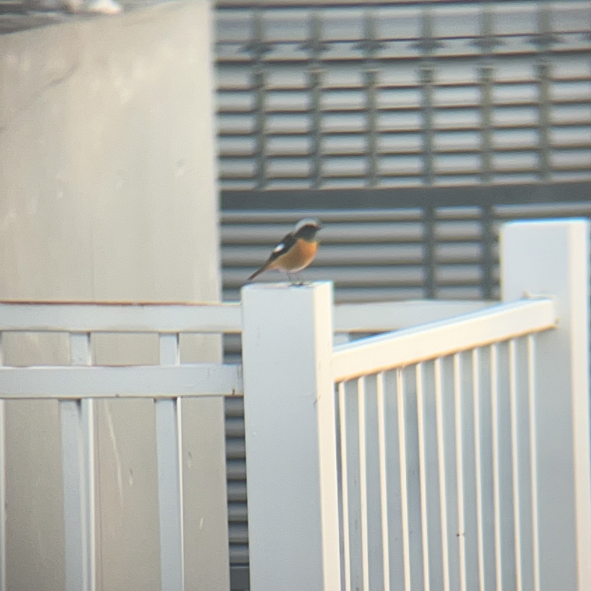 Daurian Redstart - ML646440787