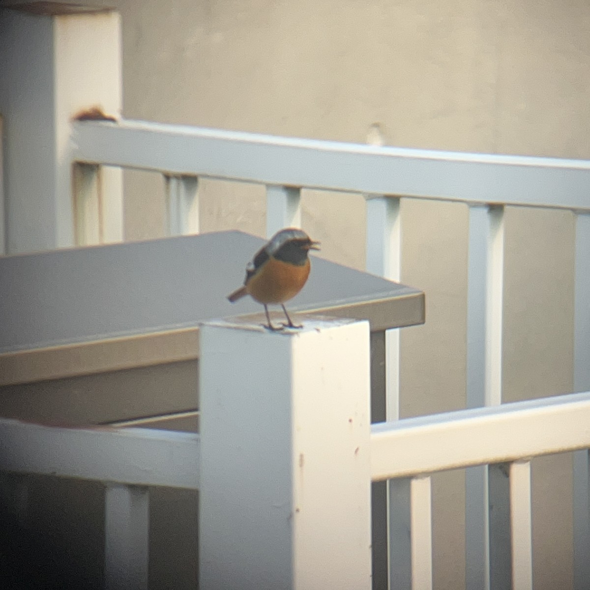 Daurian Redstart - ML646440788