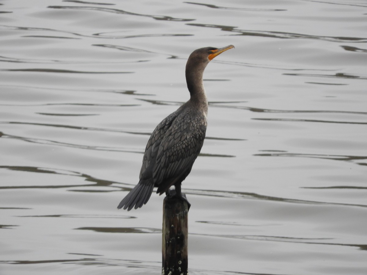 Double-crested Cormorant - ML646440791
