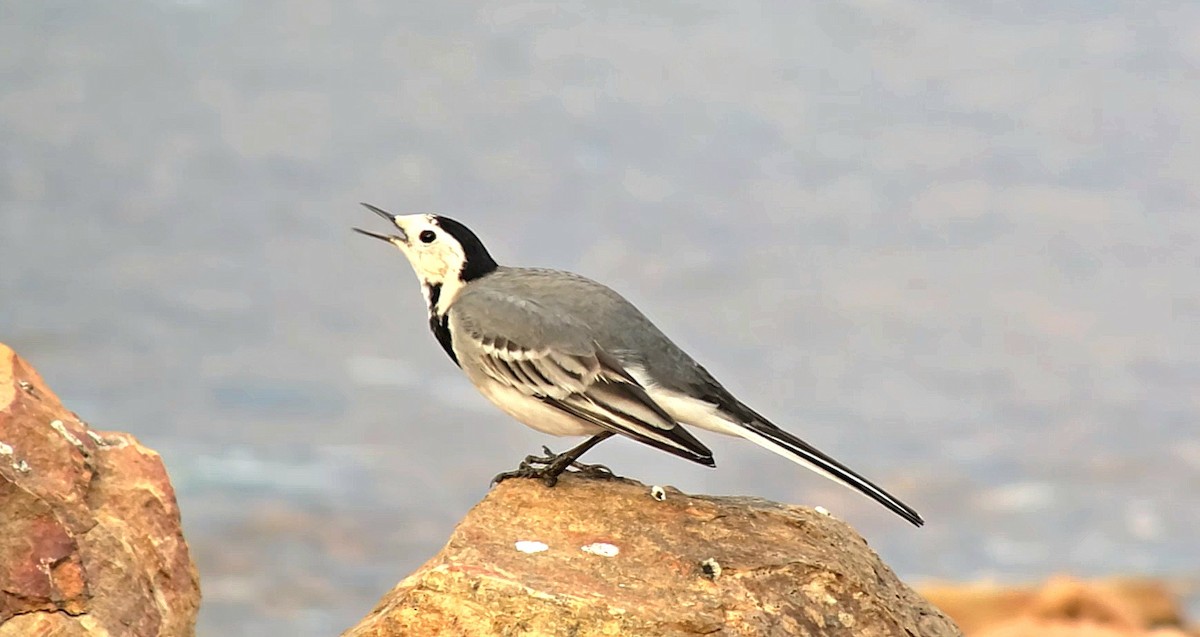 White Wagtail - ML646440792