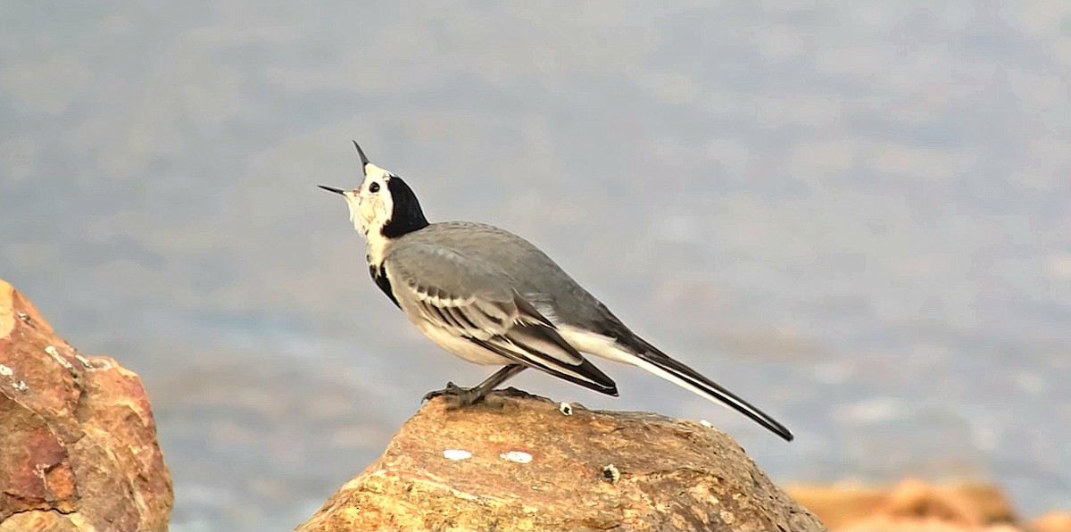 White Wagtail - ML646440793