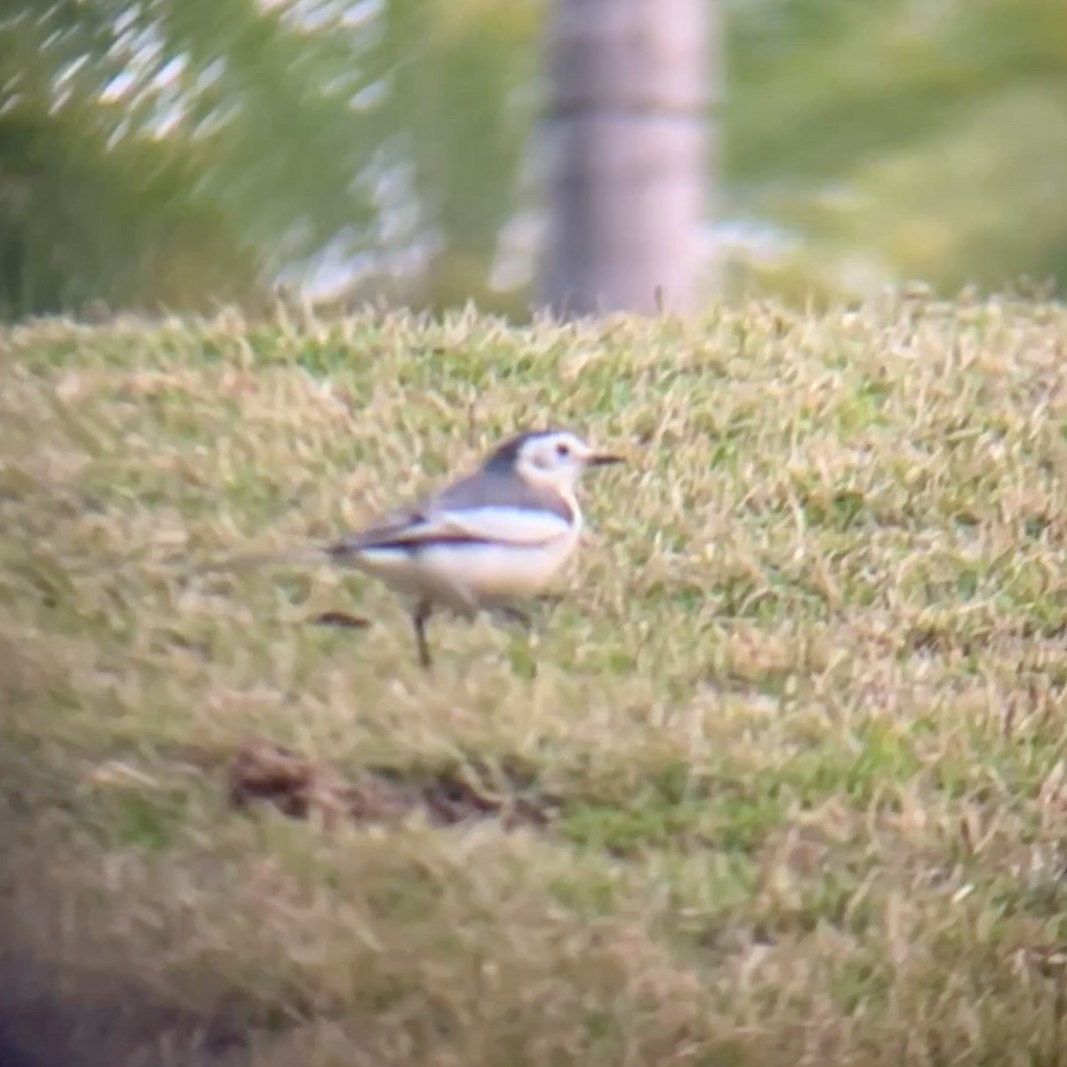 White Wagtail - ML646440794
