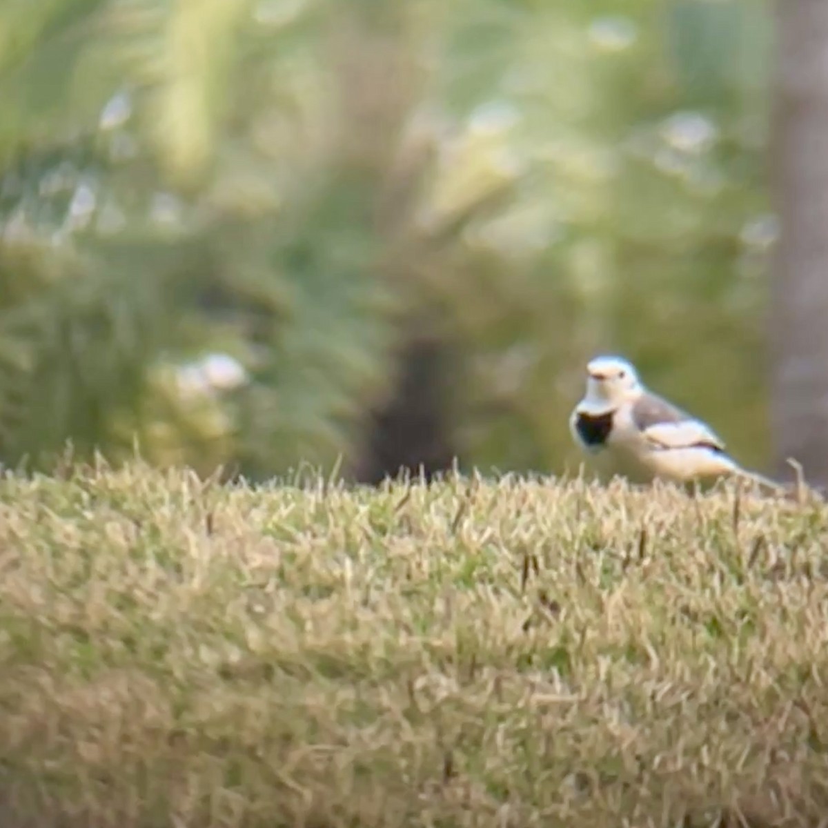 White Wagtail - ML646440795