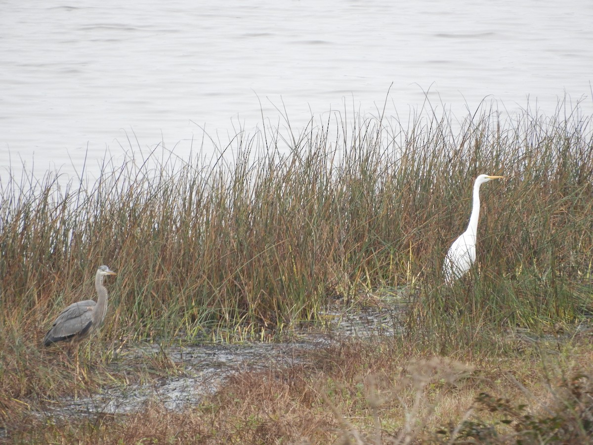 Great Egret - ML646440796