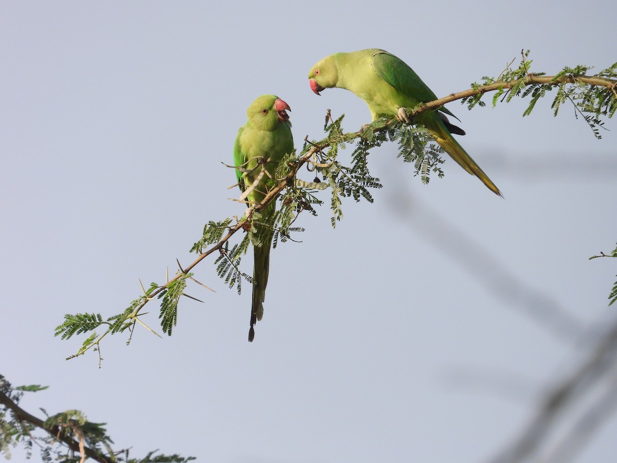 Rose-ringed Parakeet - ML646440797