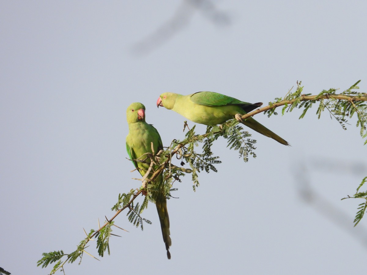 Rose-ringed Parakeet - ML646440798