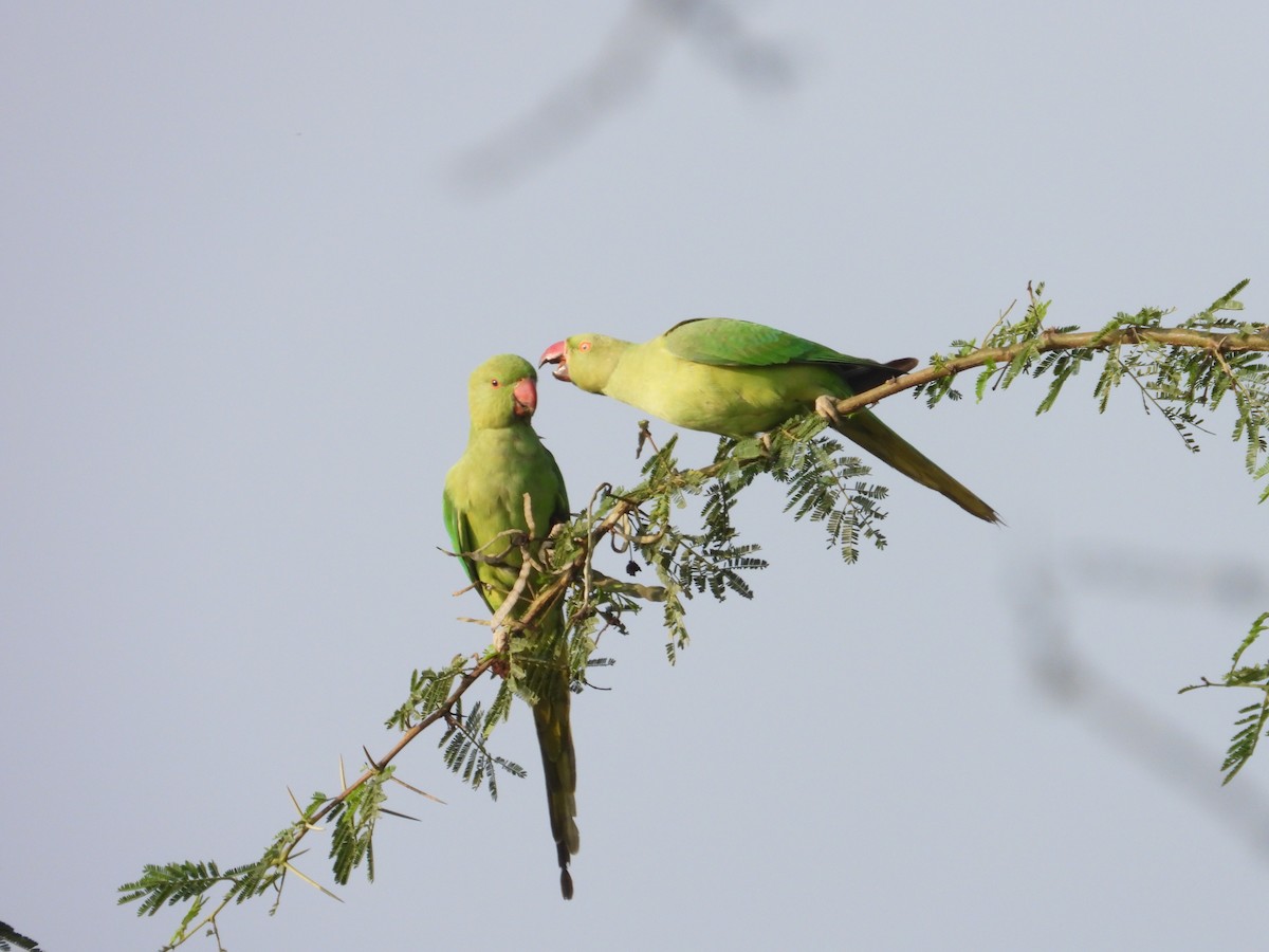 Rose-ringed Parakeet - ML646440799