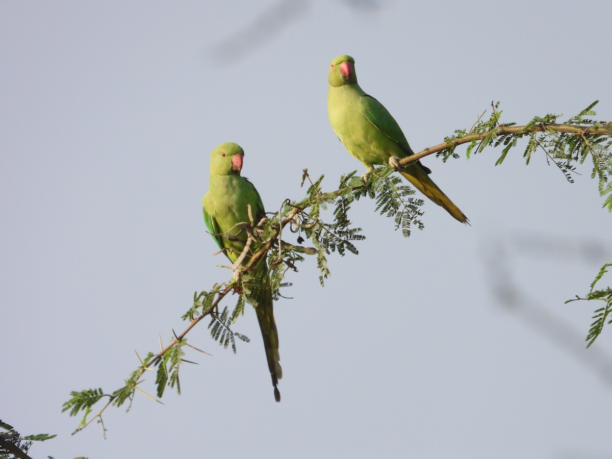Rose-ringed Parakeet - ML646440800