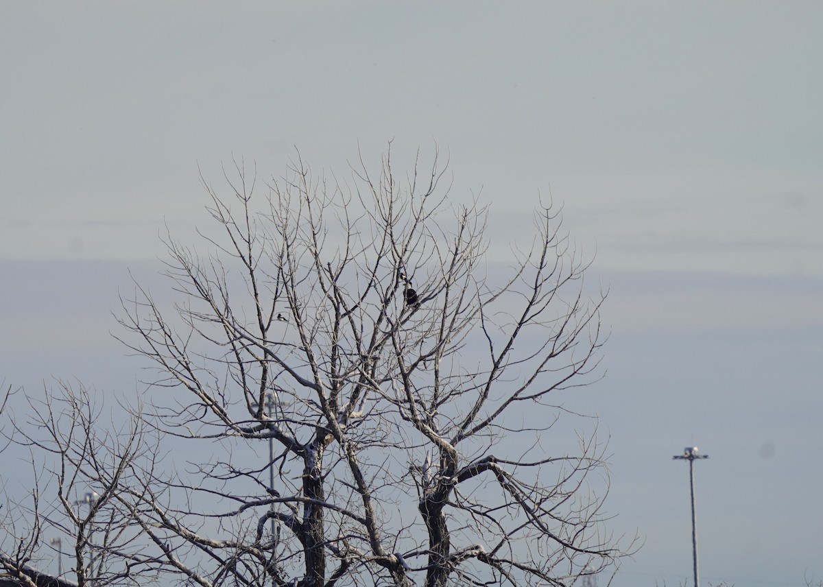 Bald Eagle - ML646440801