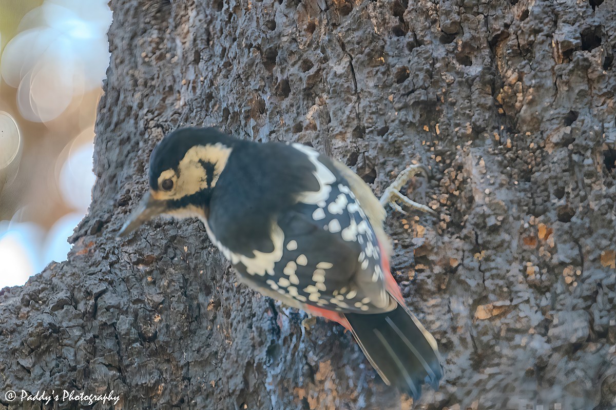 Himalayan Woodpecker - ML646440802
