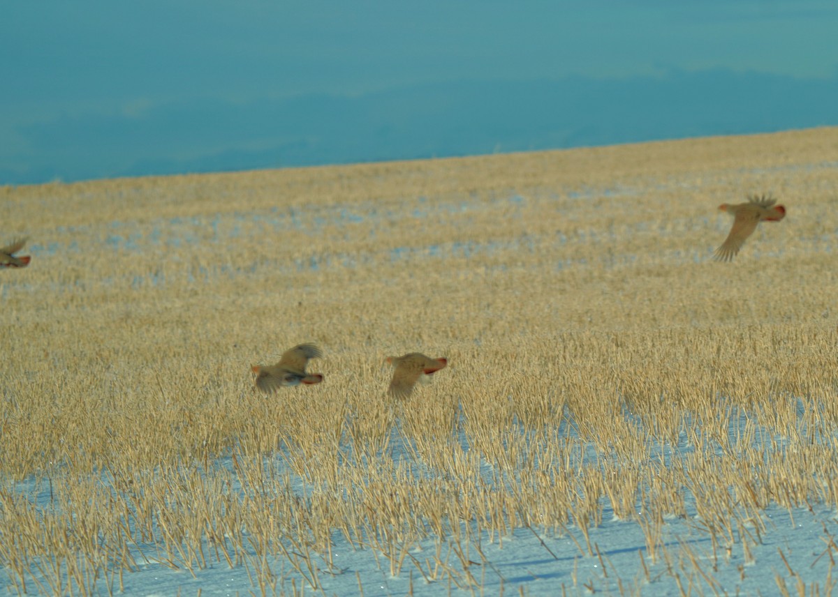 Gray Partridge - ML646440803