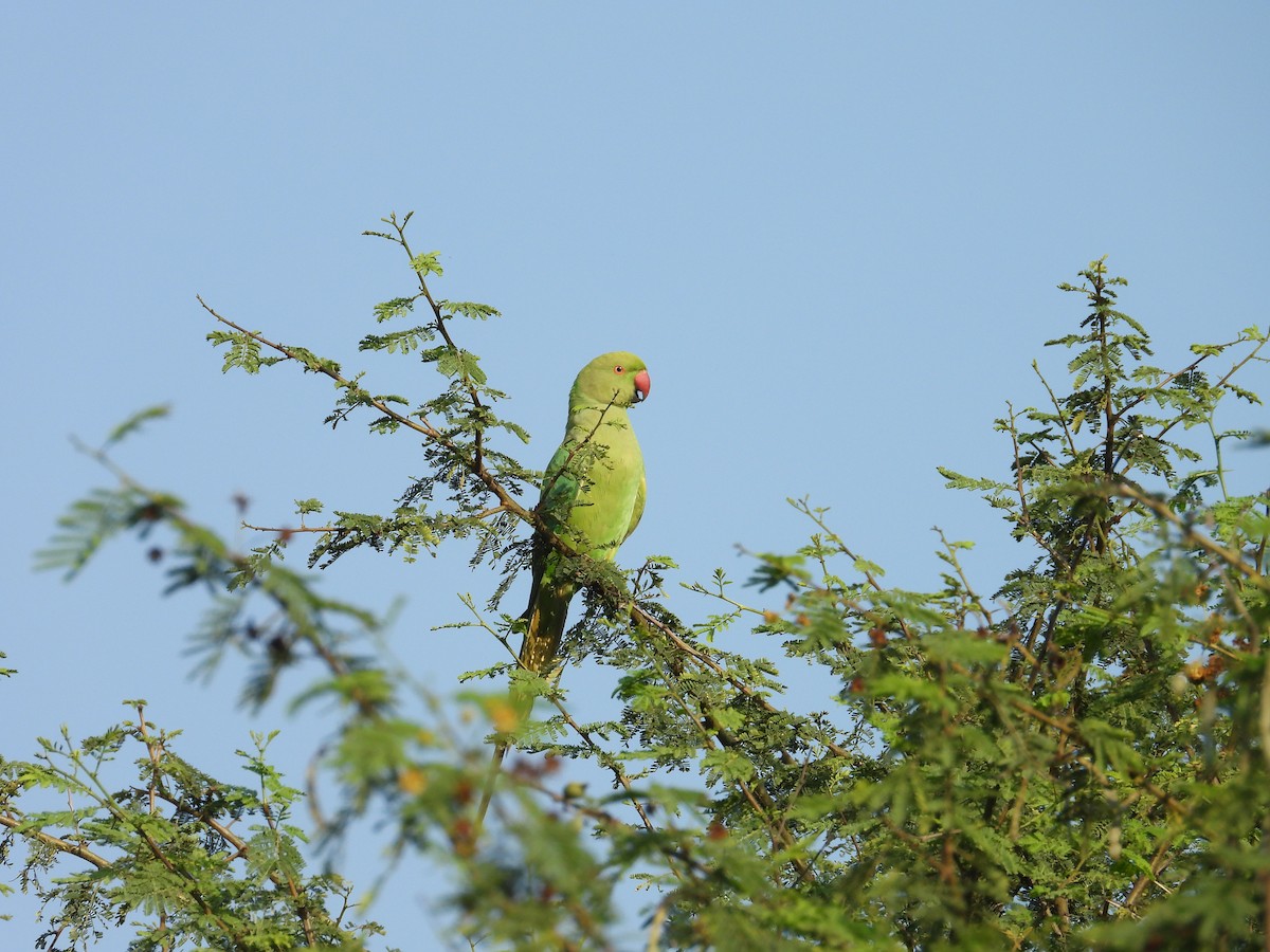 Rose-ringed Parakeet - ML646440805