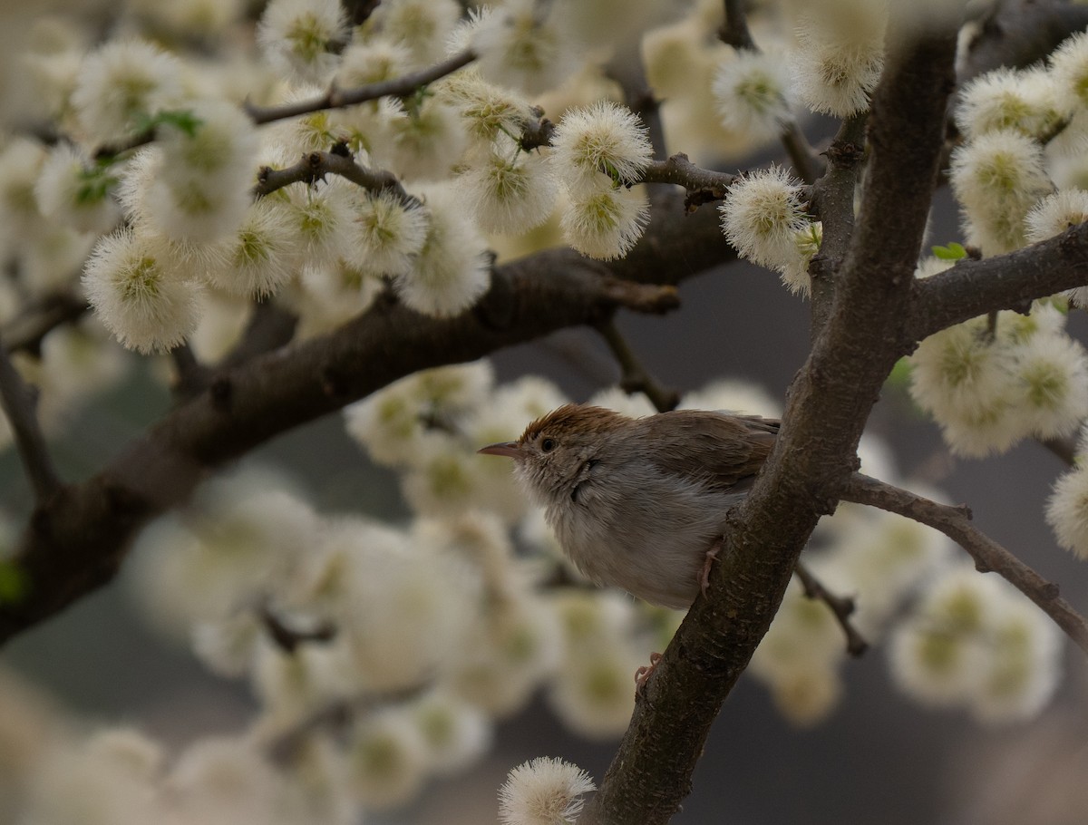 Piping Cisticola - ML646440806