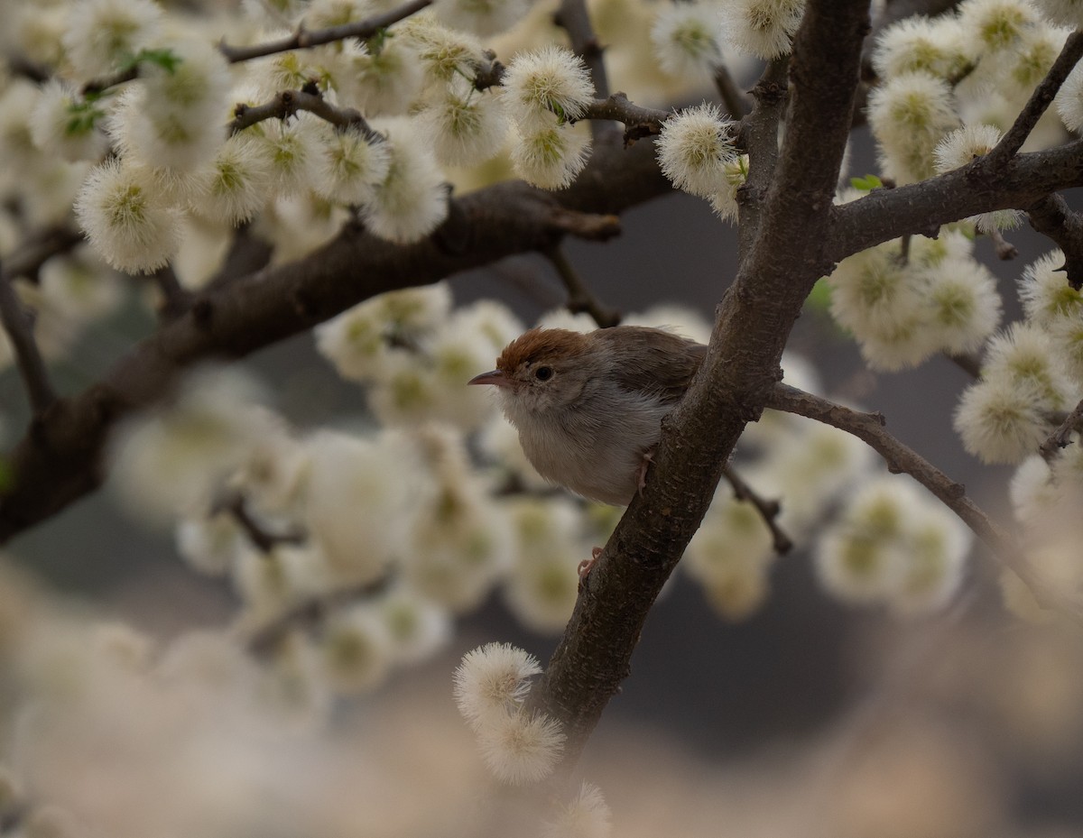 Piping Cisticola - ML646440807