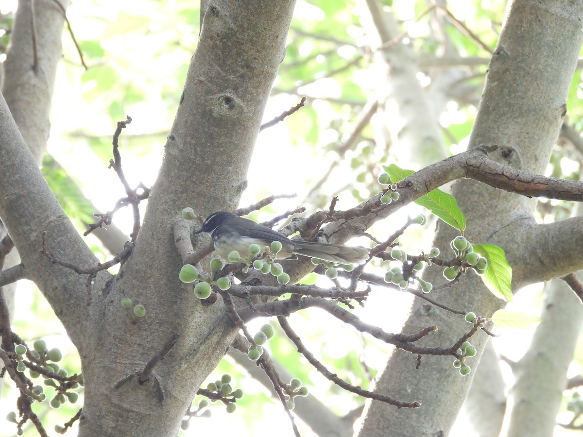 Spot-breasted Fantail - ML646440809