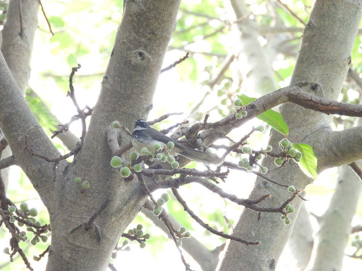 Spot-breasted Fantail - ML646440810
