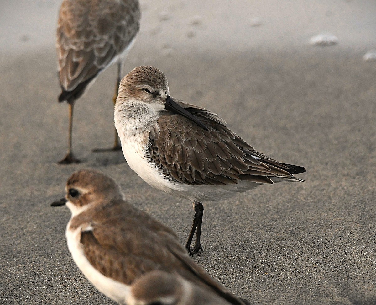 Хар элсэг - ML646440811